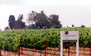 Adastra Wines